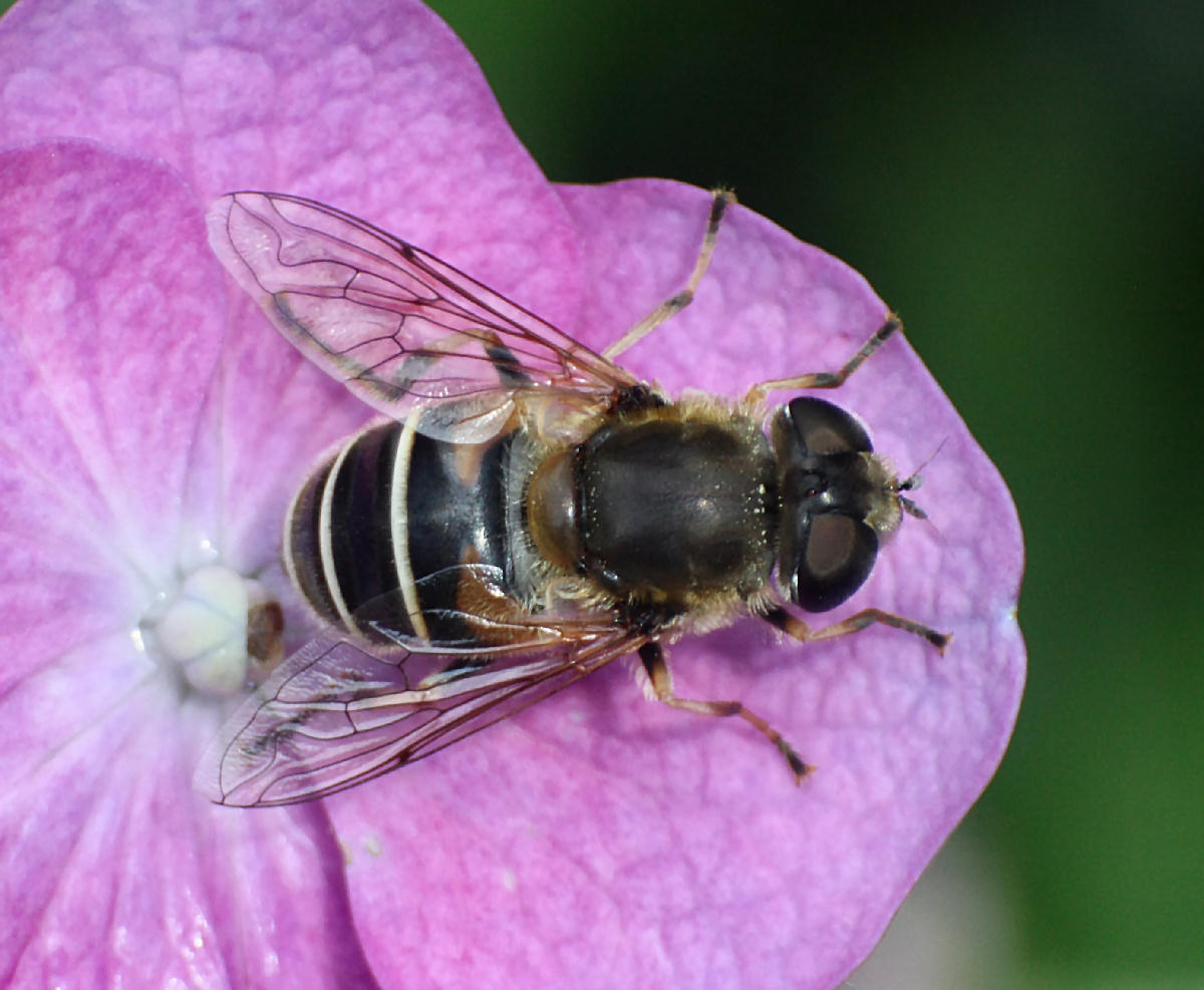 Eristalis interrupta
